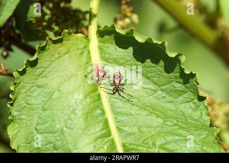 Kleine Youg Nymphen von Dock Bugs (Coreus marginatus), Familie Coreidae auf einem Blatt von Bitterdock (Rumex obtusifolius), Knotweed-Familie (Polygonaceae) Juli Stockfoto