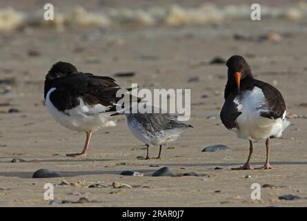 Roter Knoten (Calidris canutus) in Ruhe am Sandstrand mit zwei eurasischen Austernwäldern (Haematopus ostralegus), einem Preening Eccles-on-Sea, Norfolk, Vereinigtes Königreich. Stockfoto