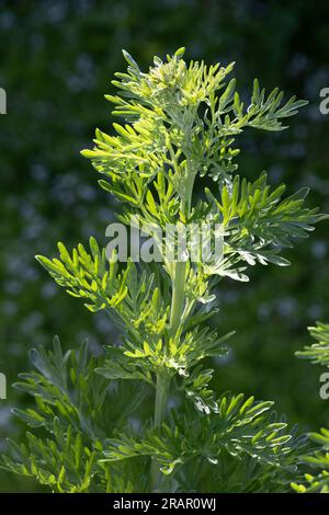 Wermut-Pflanzen im Freien im Garten anbauen Stockfoto