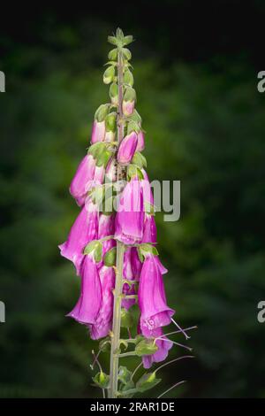 Nahaufnahme der violetten Fuchshandschuhpflanze (Digitalis) in der Blüte in natürlichen Waldgebieten, Großbritannien. Stockfoto