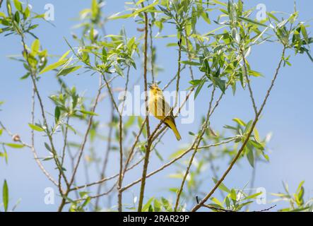 Ein kleiner Gelber Zauberer, der im hellen Sonnenlicht ein Lied zwitschert. Stockfoto