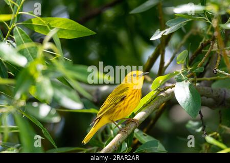 Gelber Schürzer, Setophaga Petechia, hoch oben in einem schattigen Baum auf einem Ast Stockfoto