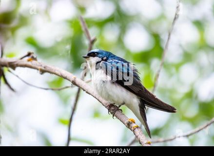 Kleiner blauer und weißer Baum schluckt seine Federn Stockfoto