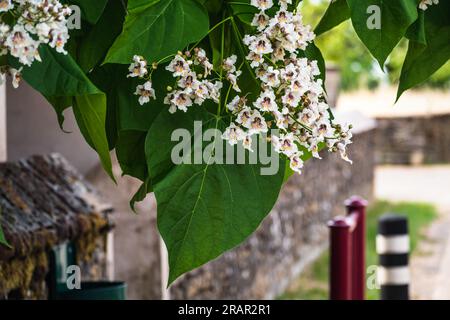 Katalpa-Baum mit Blumen und Blättern, Katalpa bignonioides, Catalpa speciosa oder Zigarrenbaum Stockfoto