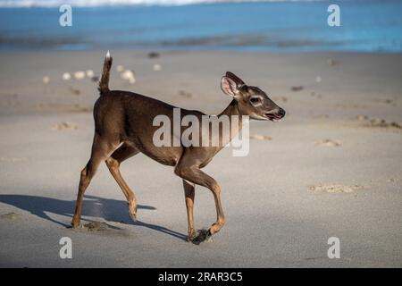 Junger Weißwedelhirsch, der am Strand spaziert Stockfoto