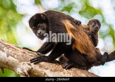 Azuero-Brüllaffen-Mutter - Alouatta coibensis trabeata - mit Baby Stockfoto