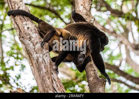 Azuero-Brüllaffe männlich, weiblich und Baby - Alouatta coibensis trabeata Stockfoto