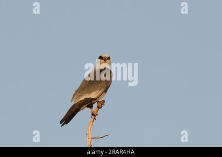 Mississippi Kite, Ictinia mississippiensis Stockfoto