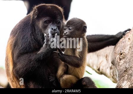 Azuero-Brüllaffe mit Baby-Nahaufnahme Stockfoto