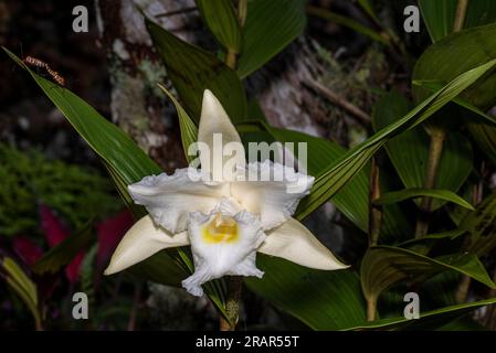 Weiße und gelbe Sobralia-Orchidee aus Panamas Nebelwald Stockfoto