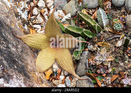 Die blühende Stapia gigantea-Blume Stockfoto