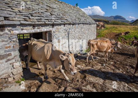 Great East, Grande Est, Alpe Forno, Parco Naturale Veglia-Devero, Veglia-Dever Naturpark, Val d'Ossola, Verbania, Piemont, Italien Stockfoto