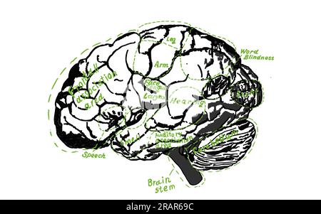 Human Brain Scheme Vintage für Bildung oder Wissenschaft. Detaillierte Mindmap-Typographie mit menschlichem Gehirn, unterteilt in physiologische Sektoren. Kreidezeichnung Stockfoto