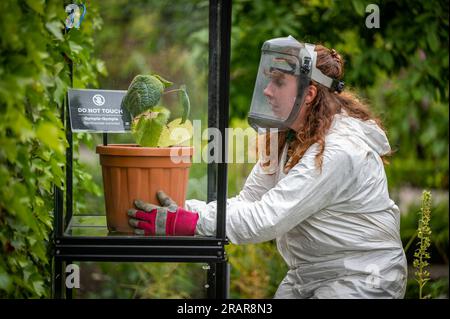 4. Juli 2024 The Alnwick Garden, Alnwick, Northumberland, England, Großbritannien. Das Bild zeigt die Gärtner Amy Thorp und Joe Savage, die die Gympie-Gympie-Pflanze im Giftgarten im Alnwick Garden enthüllen. Die Grenzen des Giftgartens befinden sich hinter schwarzen eisernen Toren, die nur für Führungen geöffnet sind. Eine Kombination aus dunklen, efeubedeckten Tunneln und flammenförmigen Beeten schafft einen pädagogischen Garten voller Interesse und Intrigen, in dem die gefährlichsten Pflanzen in riesigen Käfigen gehalten werden. Besucher können mehr über die giftigen Pflanzen erfahren, dürfen sie aber nicht berühren. Informationen aus Pressemitteilungen Stockfoto