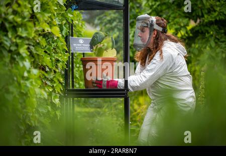 4. Juli 2024 The Alnwick Garden, Alnwick, Northumberland, England, Großbritannien. Das Bild zeigt die Gärtner Amy Thorp und Joe Savage, die die Gympie-Gympie-Pflanze im Giftgarten im Alnwick Garden enthüllen. Die Grenzen des Giftgartens befinden sich hinter schwarzen eisernen Toren, die nur für Führungen geöffnet sind. Eine Kombination aus dunklen, efeubedeckten Tunneln und flammenförmigen Beeten schafft einen pädagogischen Garten voller Interesse und Intrigen, in dem die gefährlichsten Pflanzen in riesigen Käfigen gehalten werden. Besucher können mehr über die giftigen Pflanzen erfahren, dürfen sie aber nicht berühren. Informationen aus Pressemitteilungen Stockfoto