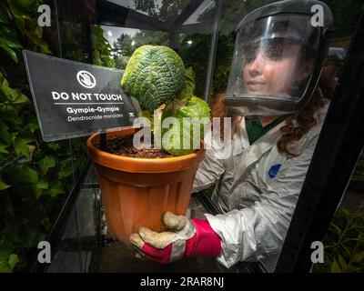 4. Juli 2024 The Alnwick Garden, Alnwick, Northumberland, England, Großbritannien. Das Bild zeigt die Gärtner Amy Thorp und Joe Savage, die die Gympie-Gympie-Pflanze im Giftgarten im Alnwick Garden enthüllen. Die Grenzen des Giftgartens befinden sich hinter schwarzen eisernen Toren, die nur für Führungen geöffnet sind. Eine Kombination aus dunklen, efeubedeckten Tunneln und flammenförmigen Beeten schafft einen pädagogischen Garten voller Interesse und Intrigen, in dem die gefährlichsten Pflanzen in riesigen Käfigen gehalten werden. Besucher können mehr über die giftigen Pflanzen erfahren, dürfen sie aber nicht berühren. Informationen aus Pressemitteilungen Stockfoto