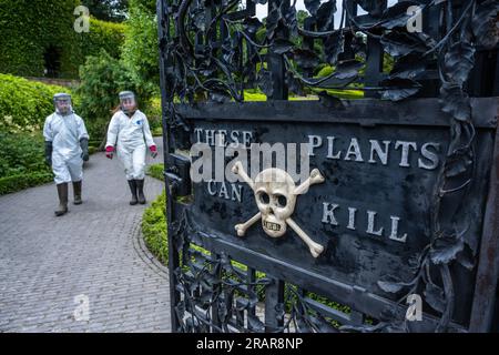 4. Juli 2024 The Alnwick Garden, Alnwick, Northumberland, England, Großbritannien. Das Bild zeigt die Gärtner Amy Thorp und Joe Savage, die die Gympie-Gympie-Pflanze im Giftgarten im Alnwick Garden enthüllen. Die Grenzen des Giftgartens befinden sich hinter schwarzen eisernen Toren, die nur für Führungen geöffnet sind. Eine Kombination aus dunklen, efeubedeckten Tunneln und flammenförmigen Beeten schafft einen pädagogischen Garten voller Interesse und Intrigen, in dem die gefährlichsten Pflanzen in riesigen Käfigen gehalten werden. Besucher können mehr über die giftigen Pflanzen erfahren, dürfen sie aber nicht berühren. Informationen aus Pressemitteilungen Stockfoto