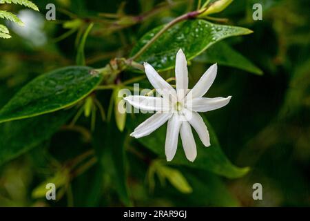 Angelwing Jasmin (Jasminum Nitidum). Namens Shining Jasmin, Confederate Jasmin und Star Jasmin auch. Stockfoto