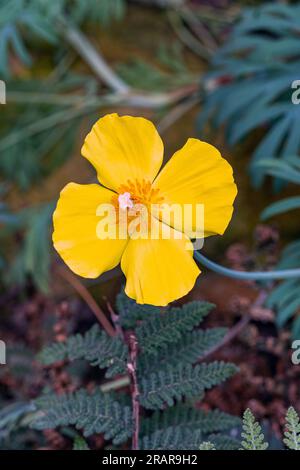 Mexikanische Tulpe Mohn (Hunnemannia Fumariifolia), gelbe Blume Stockfoto