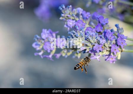 Biene auf Lavendel Stockfoto