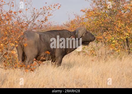 Afrikanischer Büffel Stockfoto