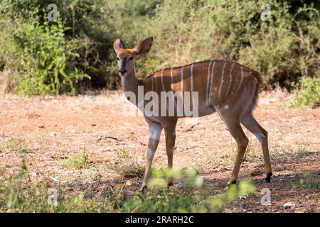 Nyala Stockfoto