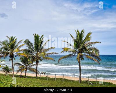 Blick auf den Strand von Imbassai, Bahia, Brasilien. Wunderschöner Strand im Nordosten mit einem Fluss und Palmen. Stockfoto