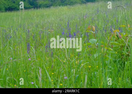 Lila Wildblumen über grünen Blättern in der Nähe auf der Wiese. Natürlicher Hintergrund. Stockfoto
