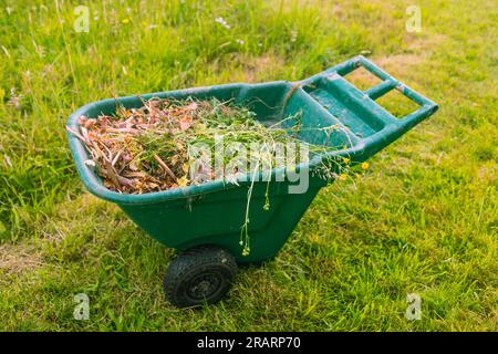 Schubkarre mit zwei Rädern, beladen mit Mähgras auf dem Rasen im Sommergarten Stockfoto