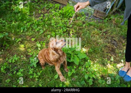 Englischer Cocker Spaniel auf dem Gras spielt mit dem Besitzer, das Mädchen wirft einen Holzstock. Glücklicher junger Hund Stockfoto