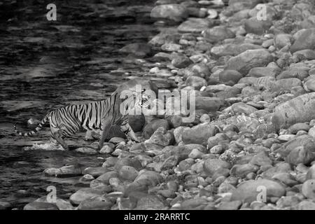 Das Bild des bengalischen Tigers wurde im Corbett-Nationalpark in Indien aufgenommen Stockfoto