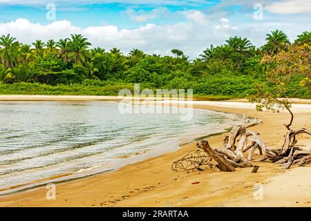 Mangrovenvegetation am Rande des Strandes, umgeben von Kokospalmen in Serra Grande an der Küste von Bahia Stockfoto