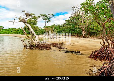 Mangrovenvegetation mit verdrehten Zweigen und Wurzeln am Ufer, umgeben von Kokospalmen in Serra Grande an der Küste von Bahia Stockfoto