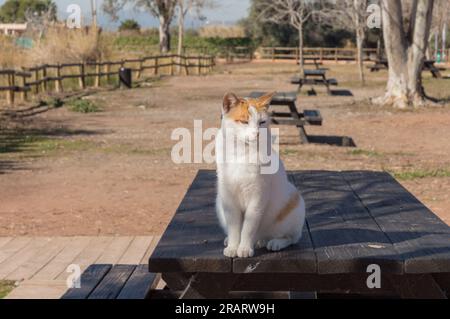 Katze beobachtet auf dem Holztisch eines Picknickbereichs Stockfoto