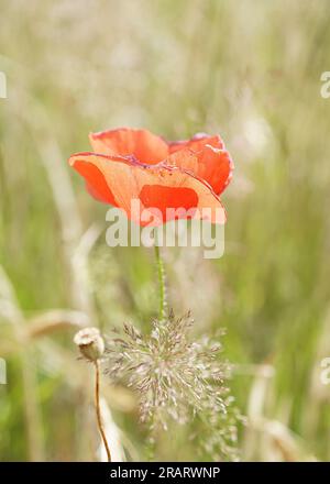 Aus nächster Nähe, Seitenansicht einer zarten, wilden Mohnblume, isoliert zwischen wilden Gräsern im Sommersonnenlicht, die auf dem ländlichen Land wächst, Großbritannien. Stockfoto