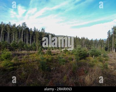 Waldverödung und Wiederaufforstung durch den Klimawandel in Bayern im Wald Stockfoto