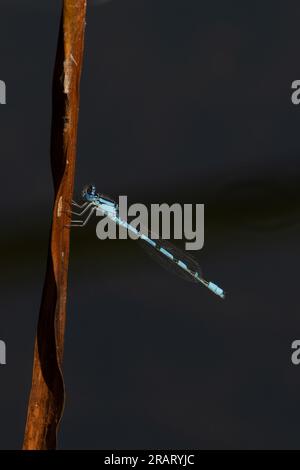 Common Blue Damselfly alias Common Bluet (Enallagma cyathigerum) Norfolk Juni 2023 Stockfoto