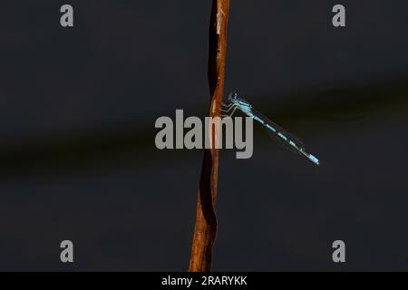 Common Blue Damselfly alias Common Bluet (Enallagma cyathigerum) Norfolk Juni 2023 Stockfoto