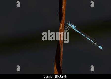 Common Blue Damselfly alias Common Bluet (Enallagma cyathigerum) Norfolk Juni 2023 Stockfoto