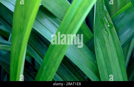 Grüne Pandanblätter mit Wassertropfen im Garten oder Dschungel Stockfoto