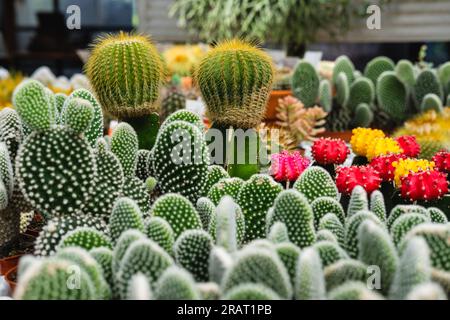 Einen Kaktus kaufen. Verschiedene Arten kleiner Kakteen zum Verkauf im Gartencenter. Stockfoto
