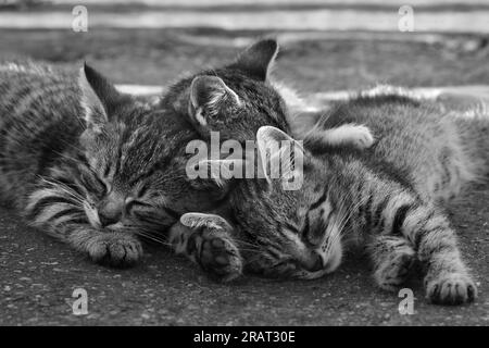 Drei Kätzchen schlafen draußen in der Sommerhitze in Schwarz-Weiß Stockfoto