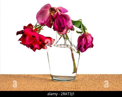Verwelkte Rose in einer Glasvase auf weißem Hintergrund, gefallene Rosenblätter, rosa und rot Stockfoto