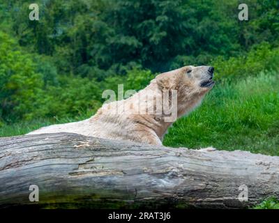 Eisbär - der Uridae-Arten, die im äußersten Norden der Arktis leben, das Tier, das sich im grünen Bereich befindet Stockfoto