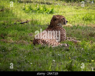 gepard - weiblich lebt allein in der Wildnis Männchen leben in Gruppen, wilde Katze liegt im Grünen Stockfoto