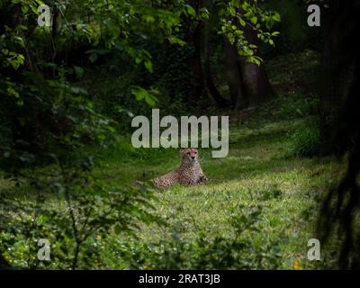 gepard - weiblich lebt allein in der Wildnis Männchen leben in Gruppen, wilde Katze liegt im Grünen Stockfoto