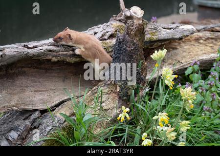 Stoat (Mustela erminea), auch bekannt als eurasischer Hermelin, Beringischer Ermine und Ermine. Fotografiert auf einem schnelllebigen Baumstamm. Wildblumen nebenan. Stockfoto