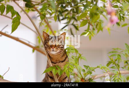Die niedliche Tabby-Katze kletterte im Sommergarten über eine Zaunwand über einen Baum und sah aus. Türkische Katzen auf den Straßen von Antalya Stockfoto