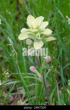 Entreleaf Indian Paintbrush, Castilleja indivisa Stockfoto