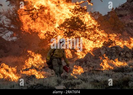 Das Ruby-Mountain-Team führt während des Dixie-Feuers im Lassen National Forest Burnout-Operationen durch. Foto von Joe Bradshaw, BLM Stockfoto